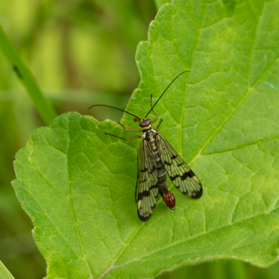 scorpion fly