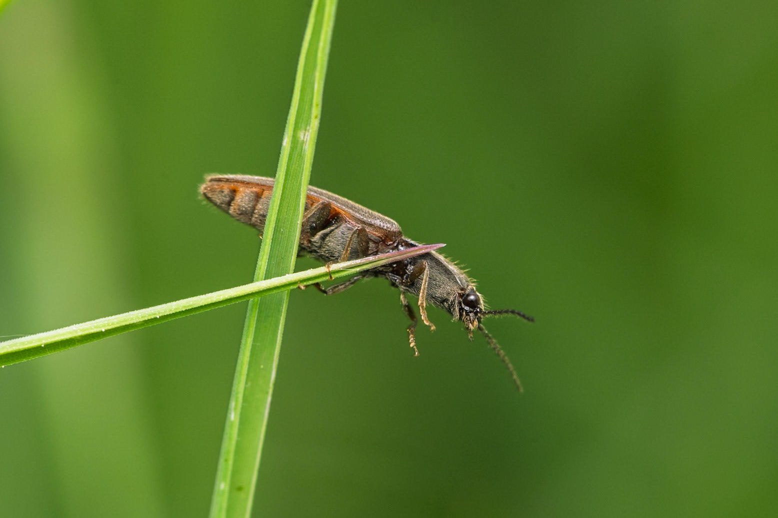 common brown click beetle