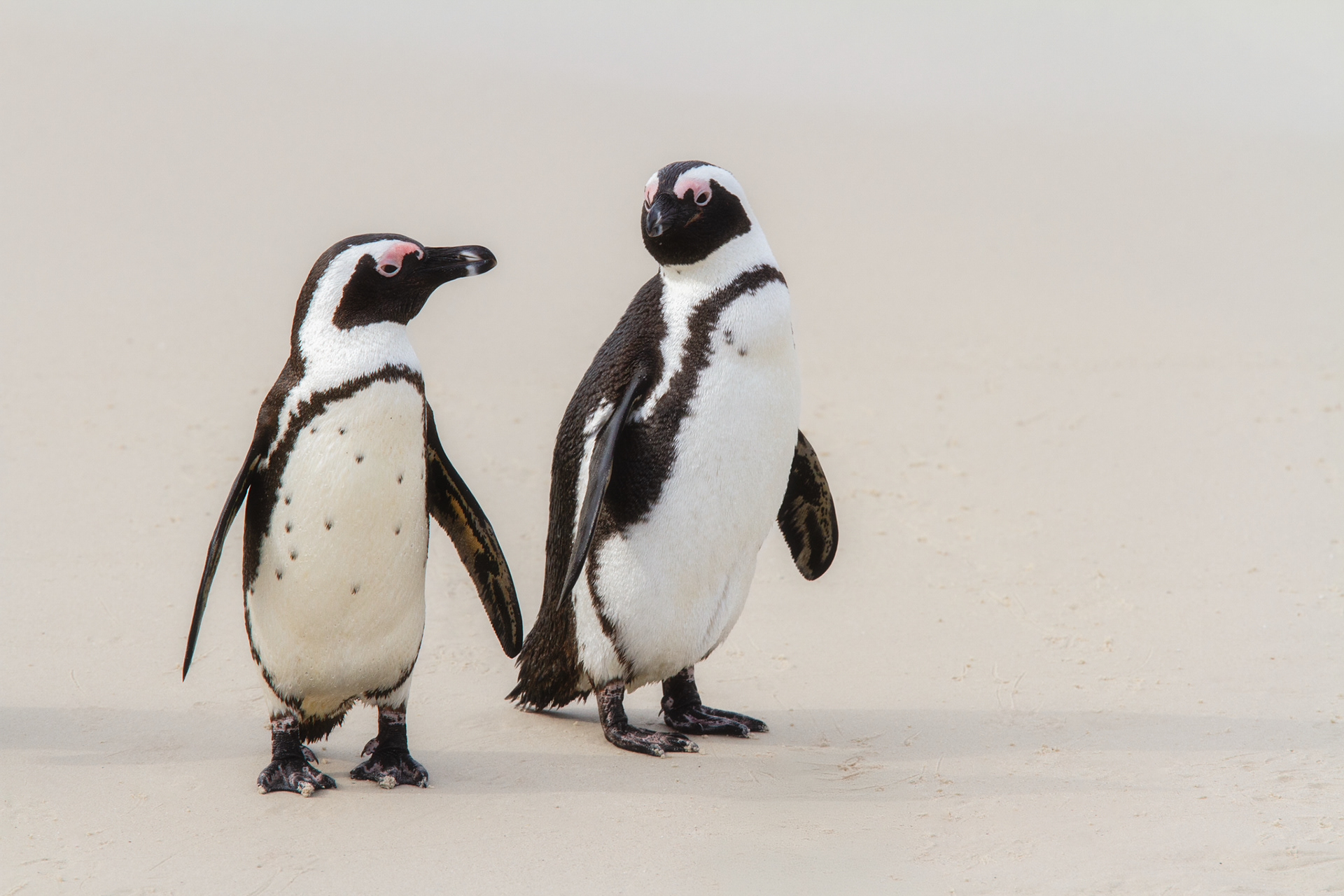 african penguin