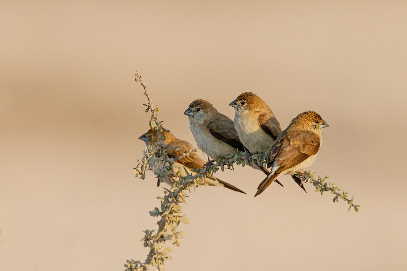 indian silverbill