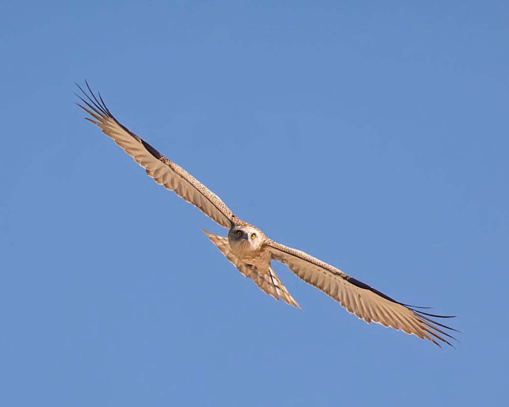 short-toed snake eagle