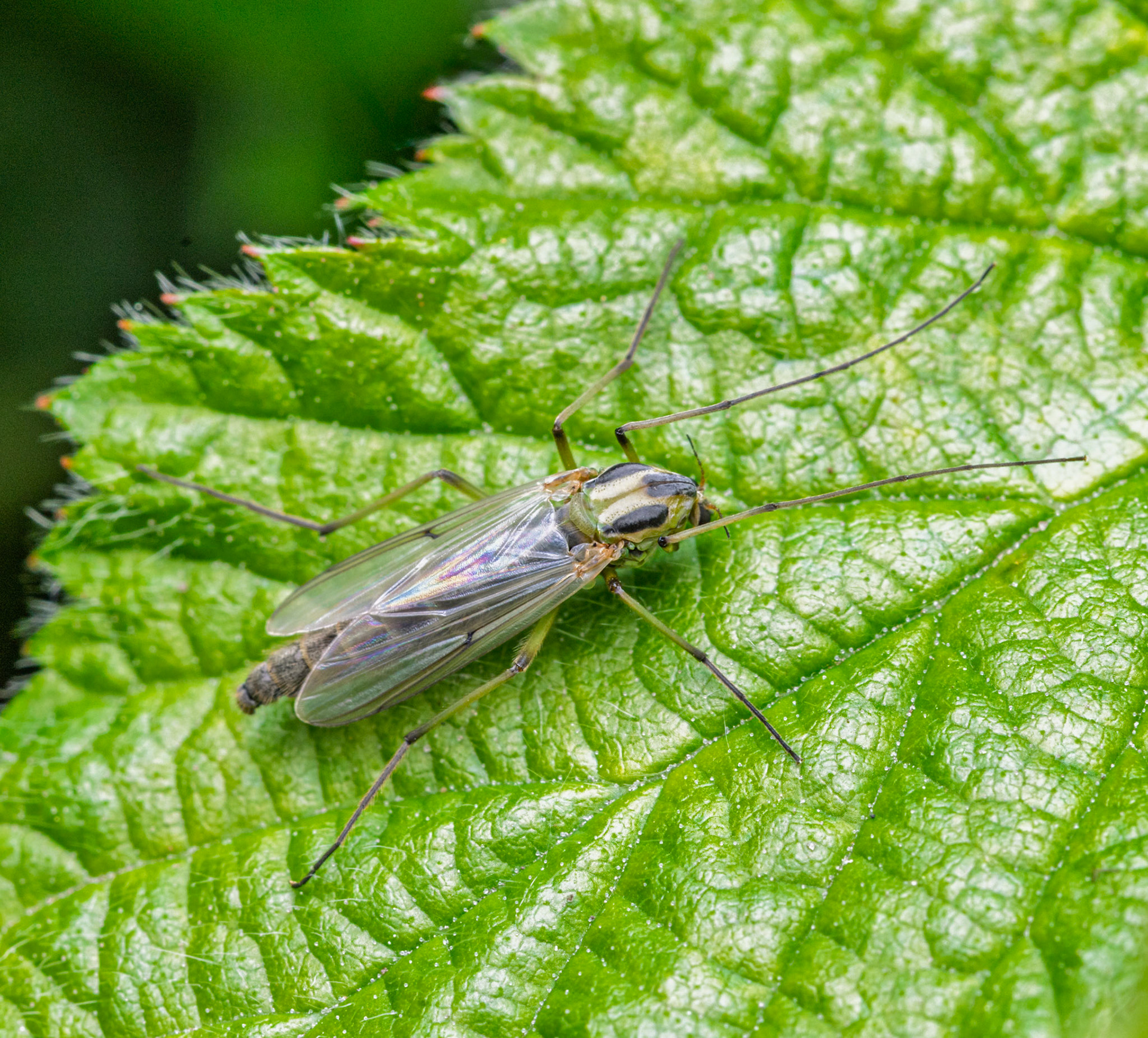 camptochironomus fly