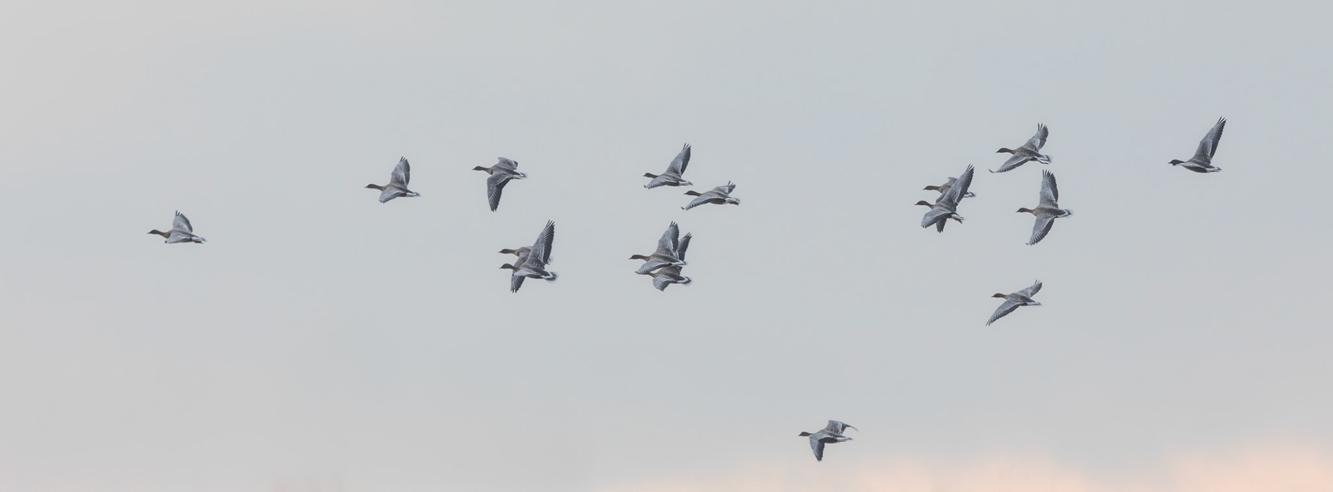 pink-footed geese