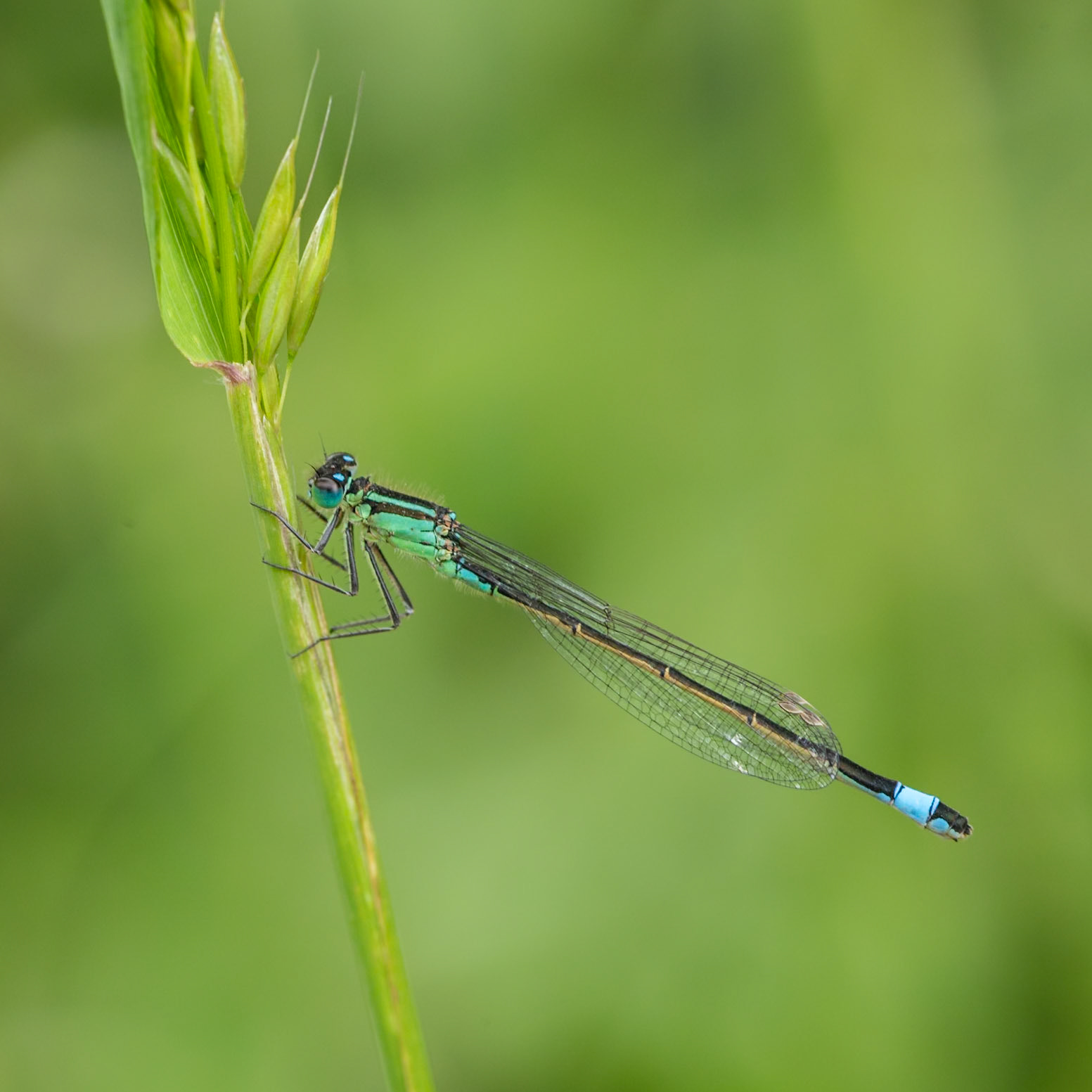 blue-tailed damselfly