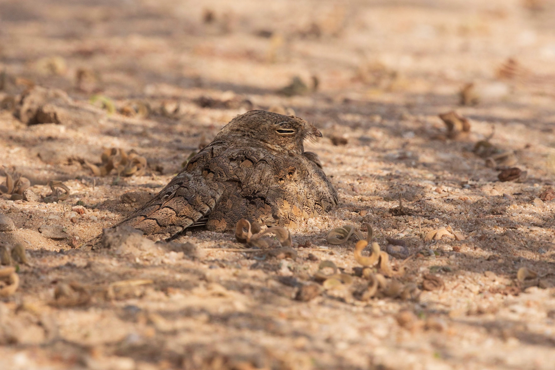 egyptian nightjar