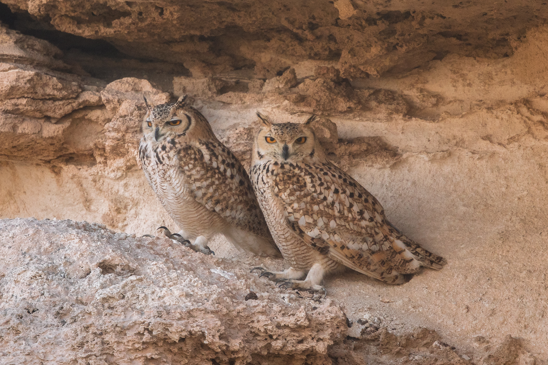 pharoah eagle owl