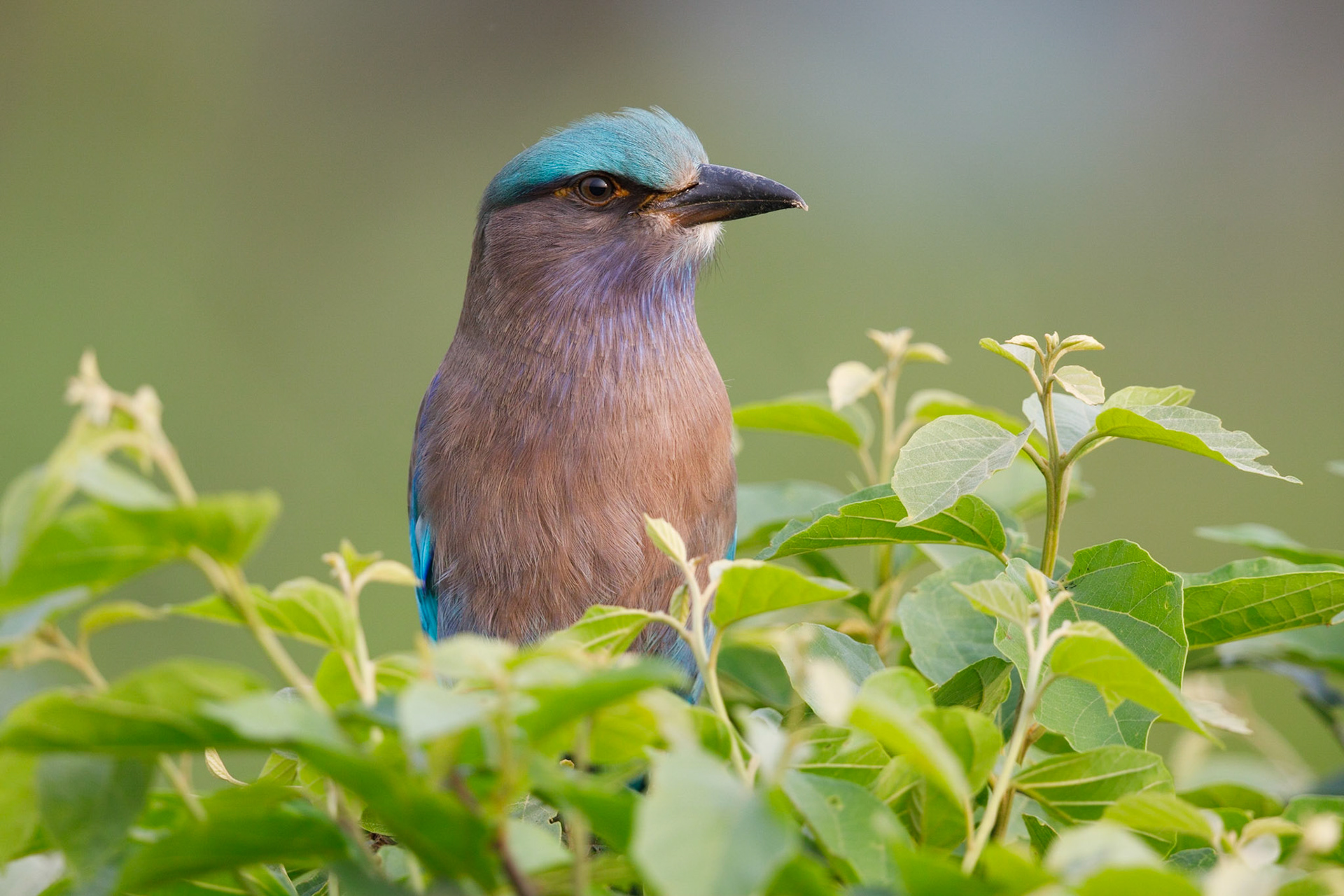 indian roller