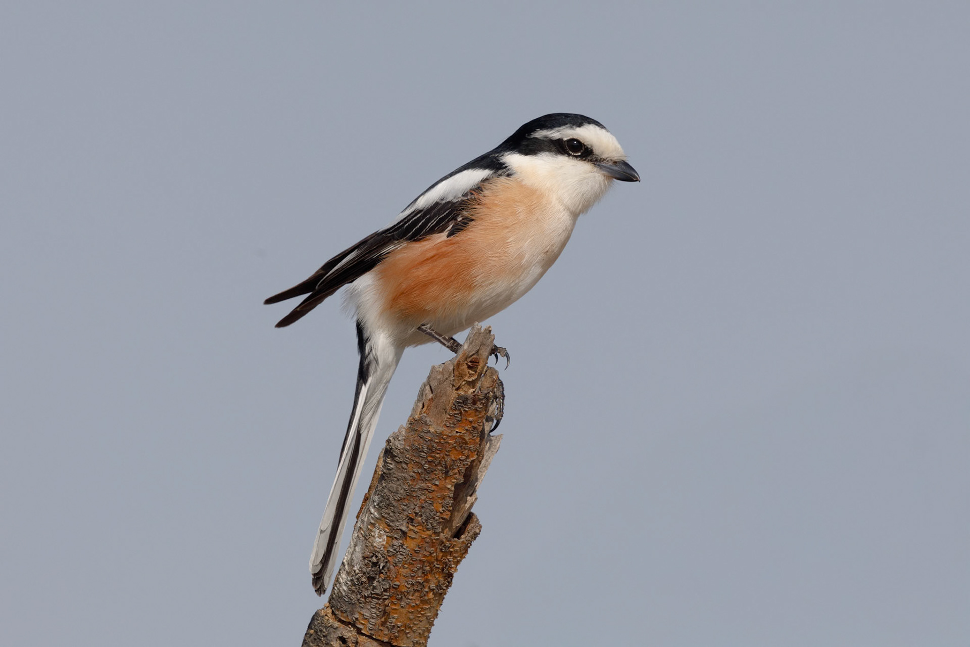 masked shrike