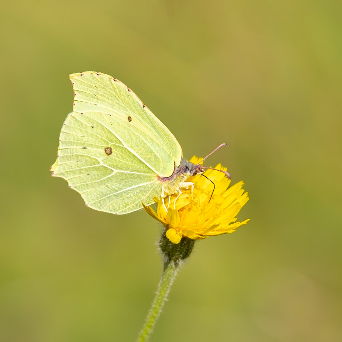 brimstone butterfly