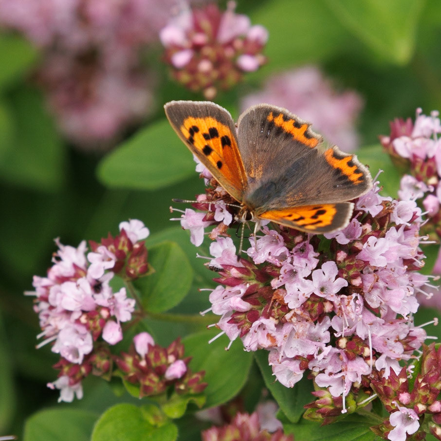 small copper butterfly