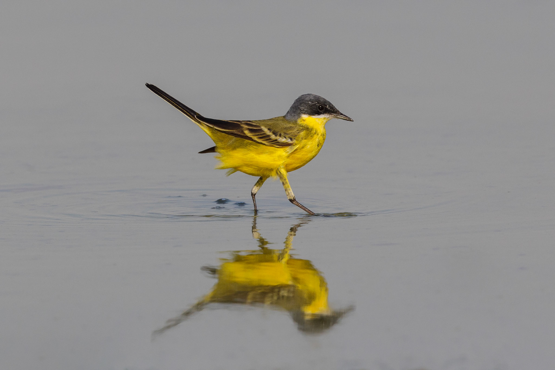 yellow wagtail