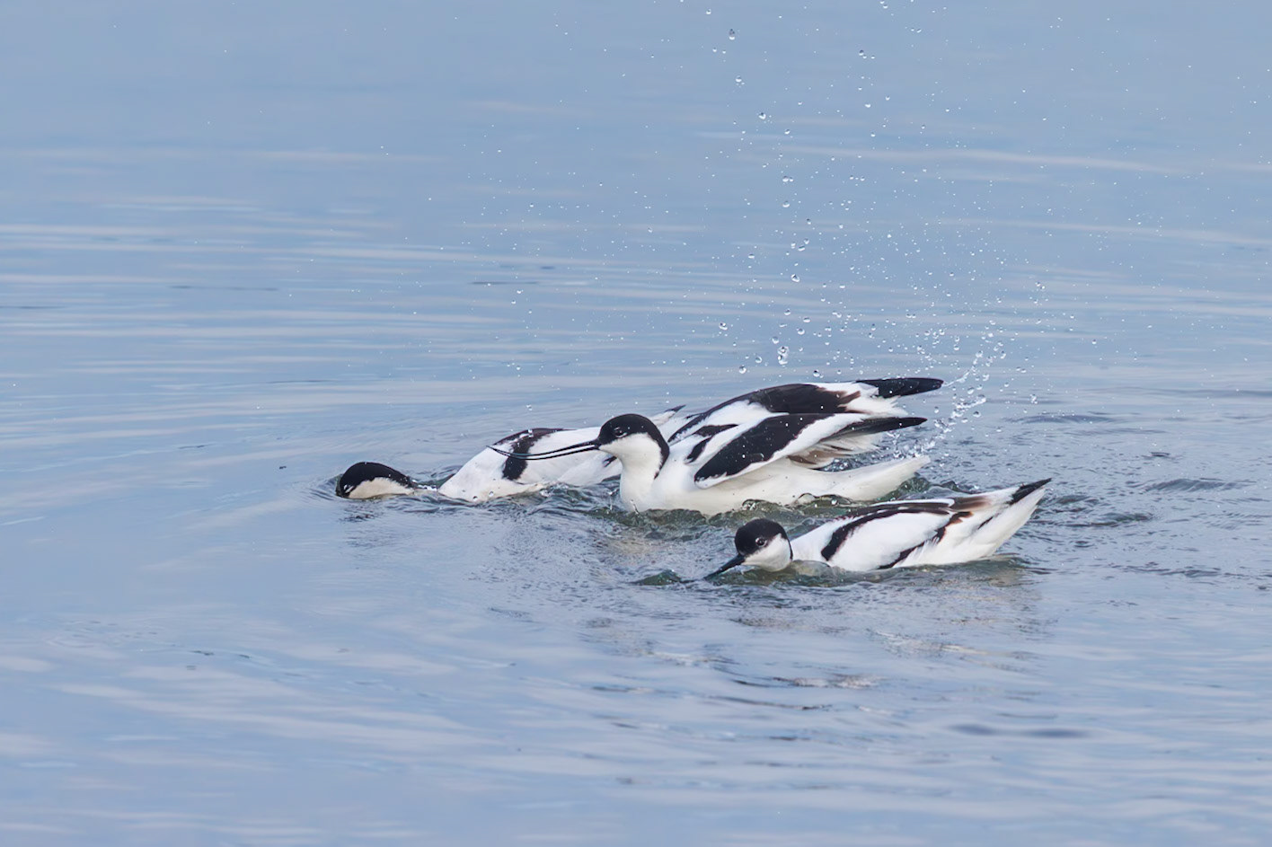 pied avocet