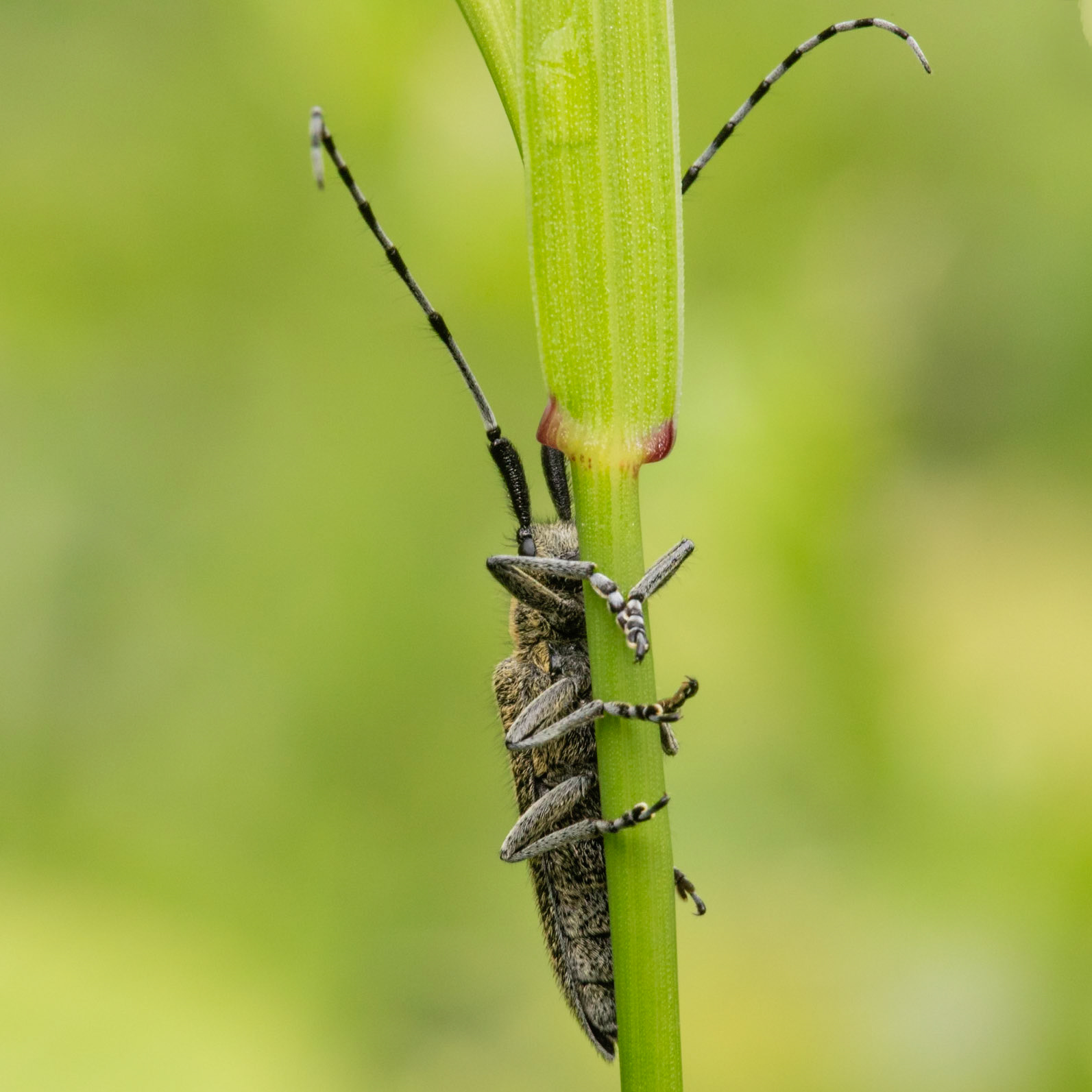 golden-bloomed grey longhornn beetle