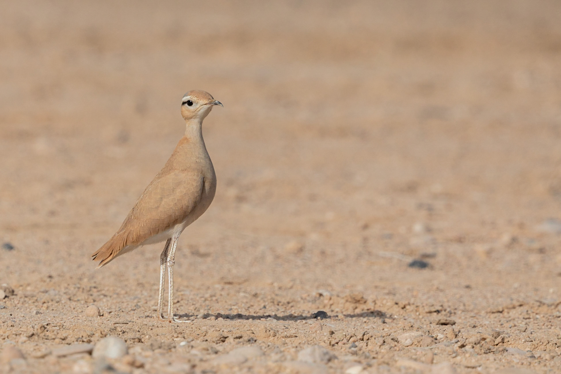 cream-coloured courser