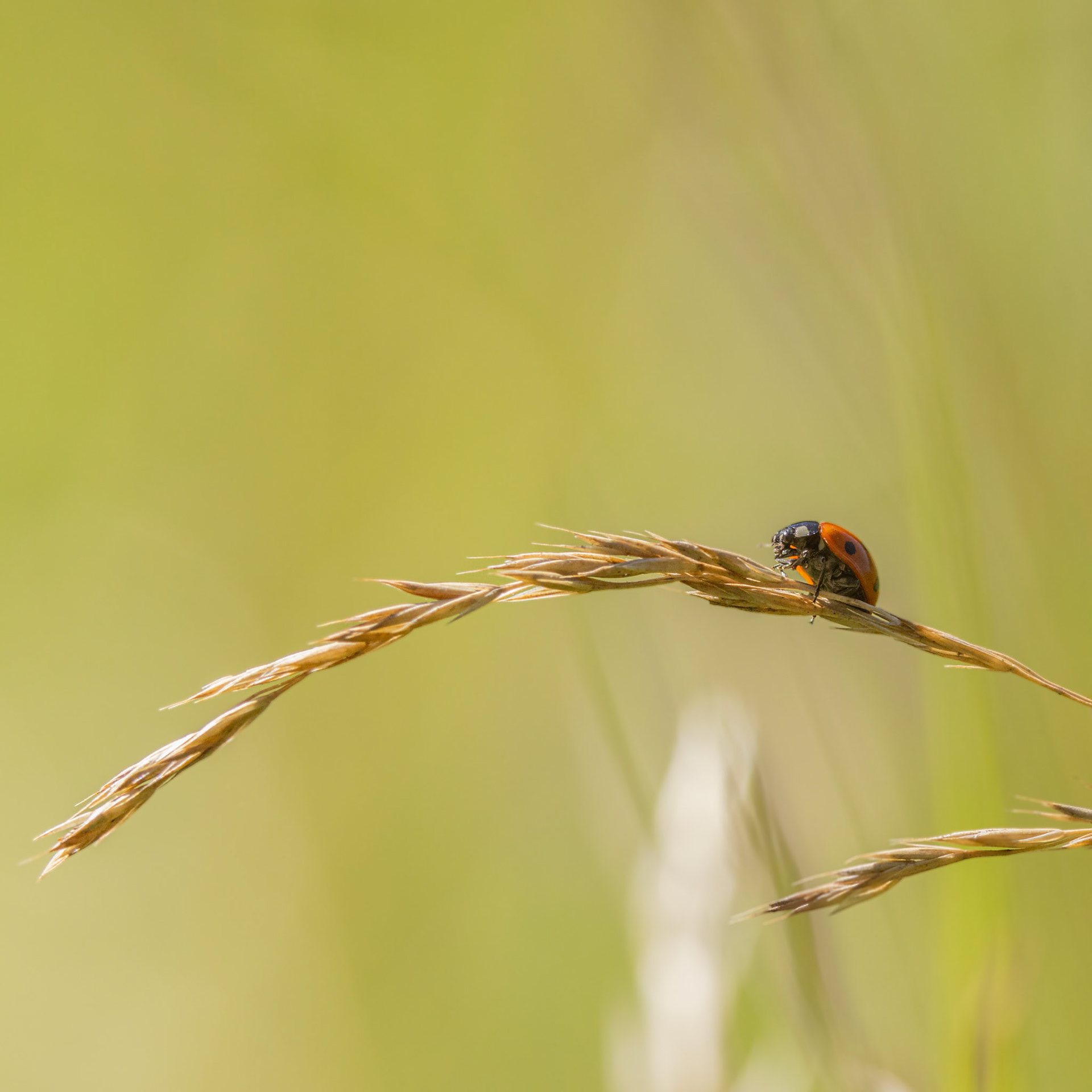 seven spot ladybird