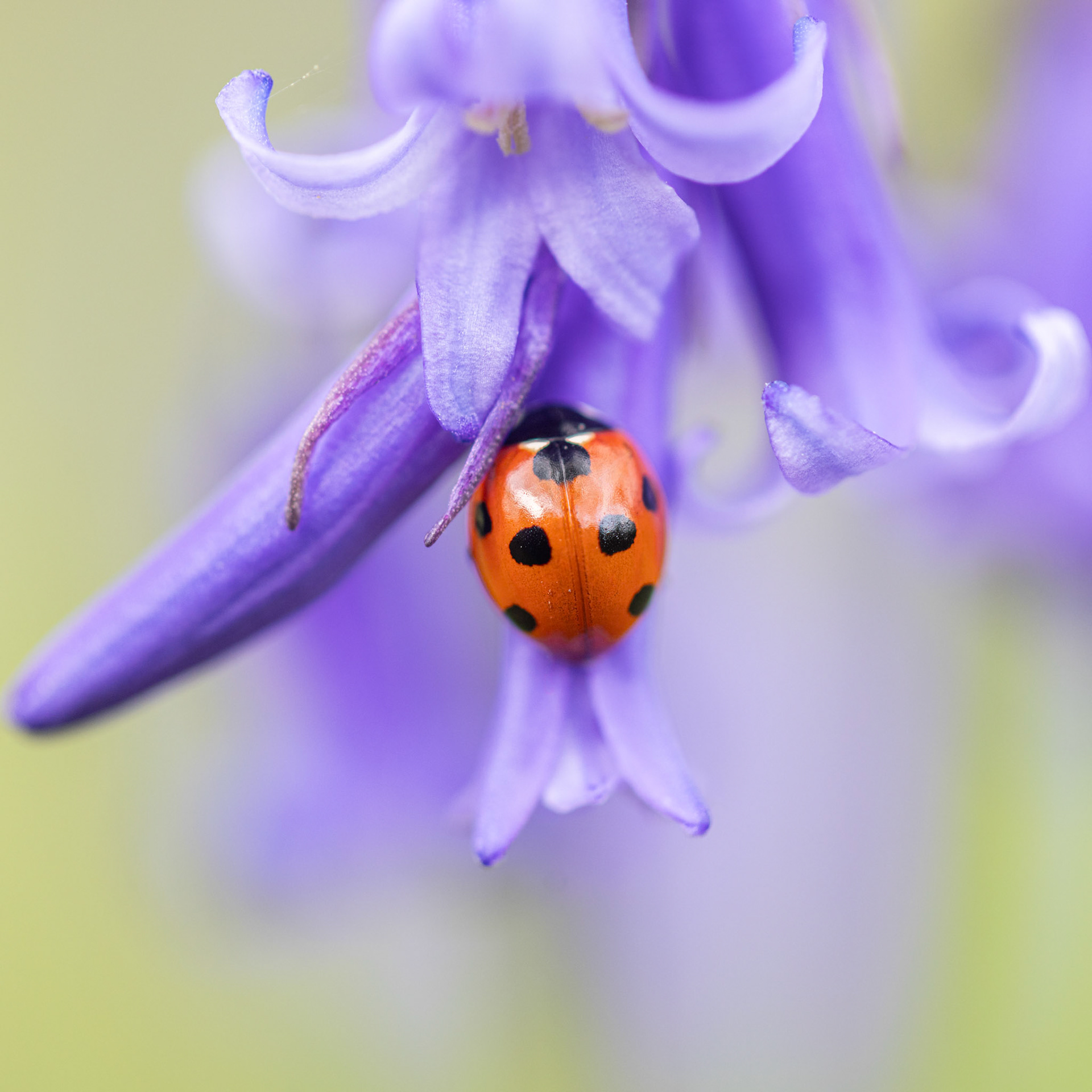 seven spot ladybird