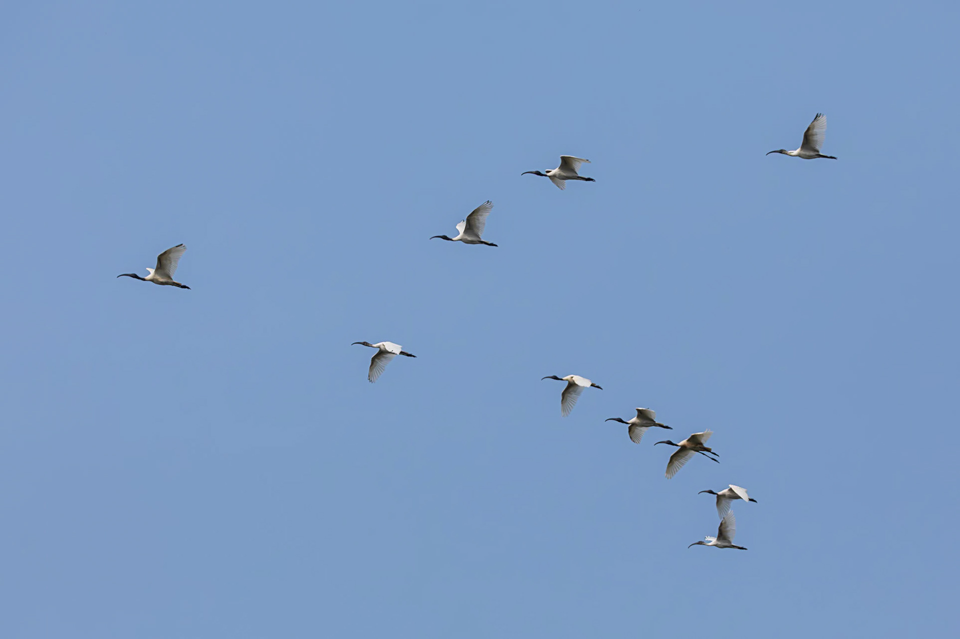 black-headed ibis