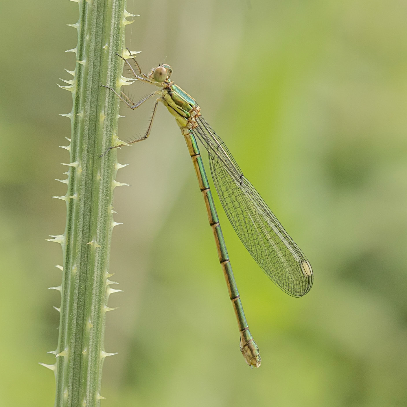 willow emerald damselfly
