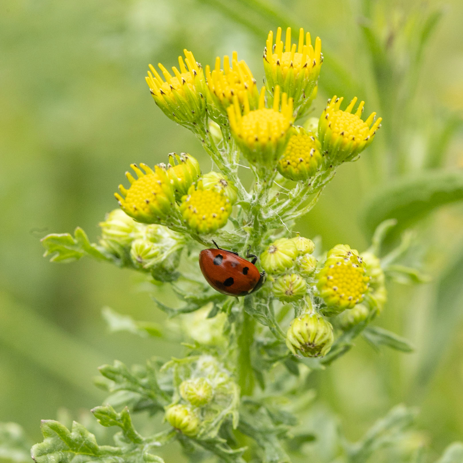 seven spot ladybird