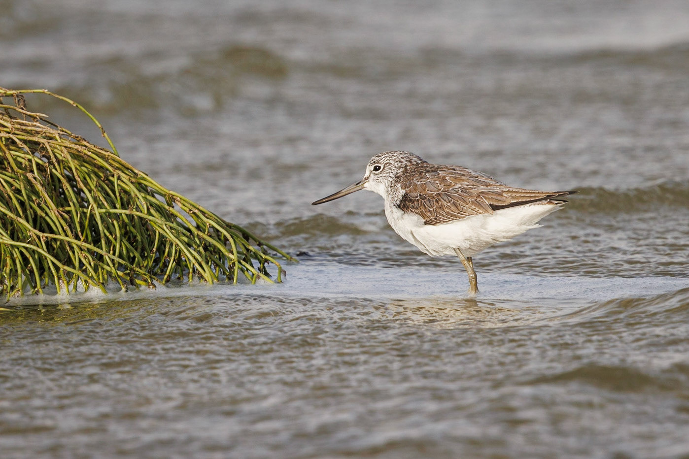 common greenshank