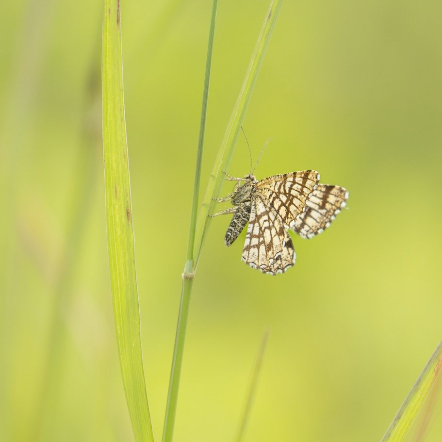 latticed heath moth