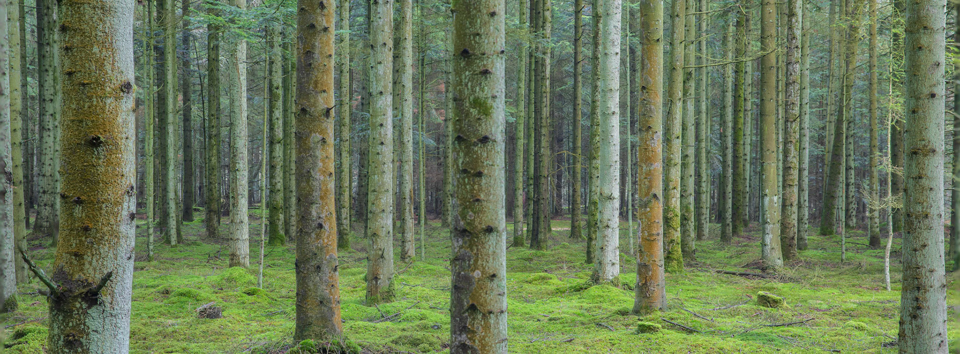 Mærbek Plantage, December 2018