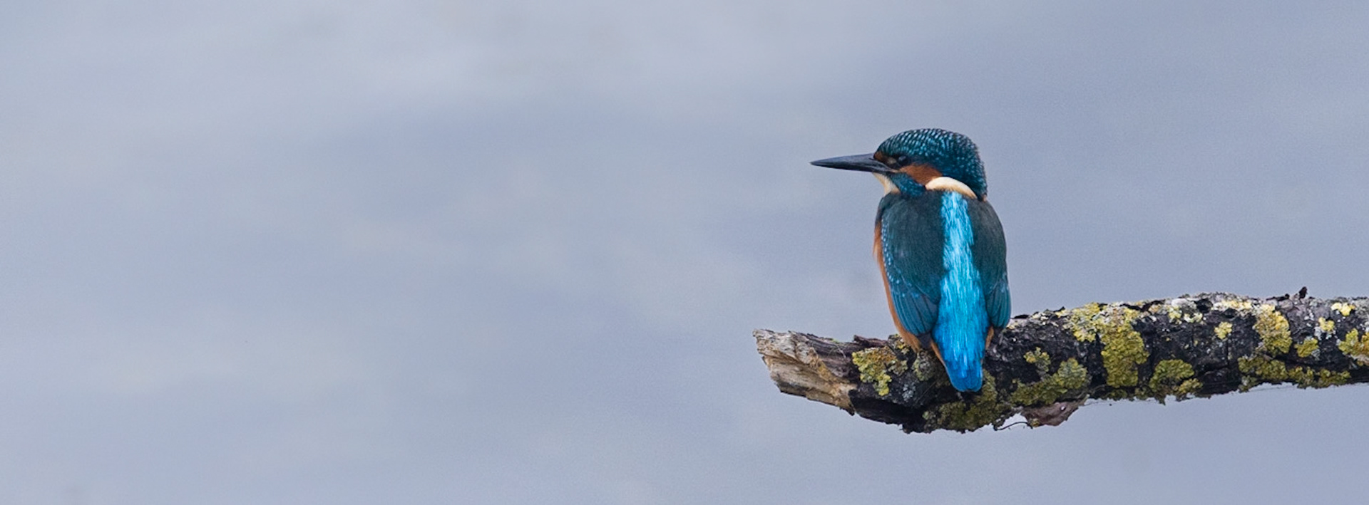A kingfisher on a perch
