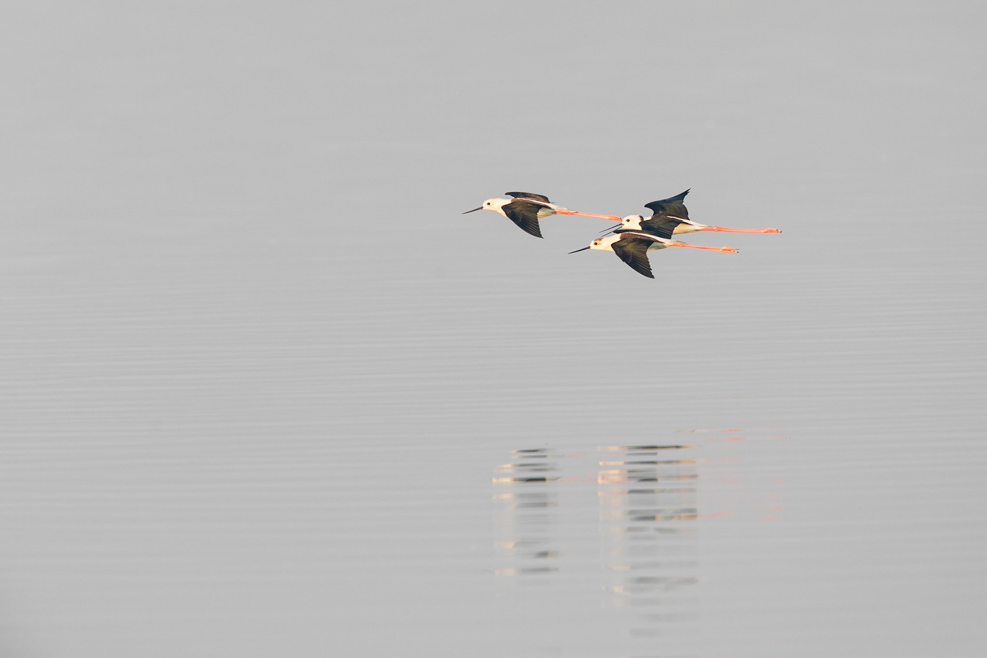 black-winged stilt