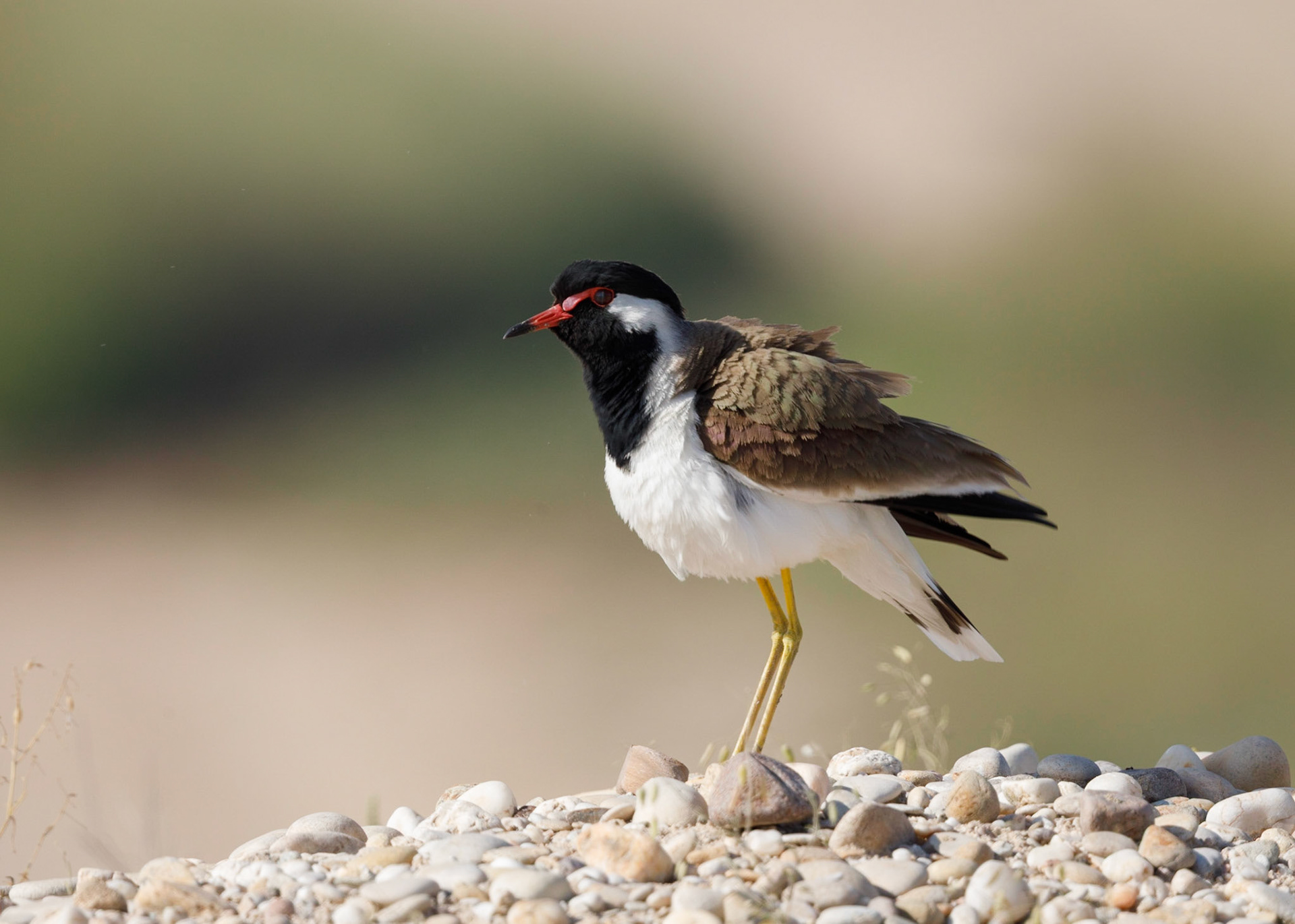 red-wattled lapwing