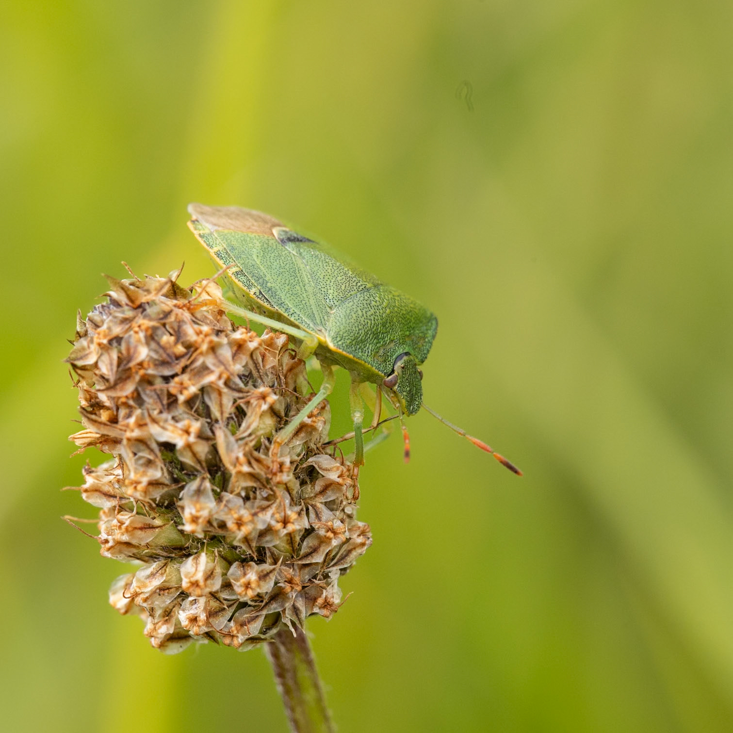common green shield bug