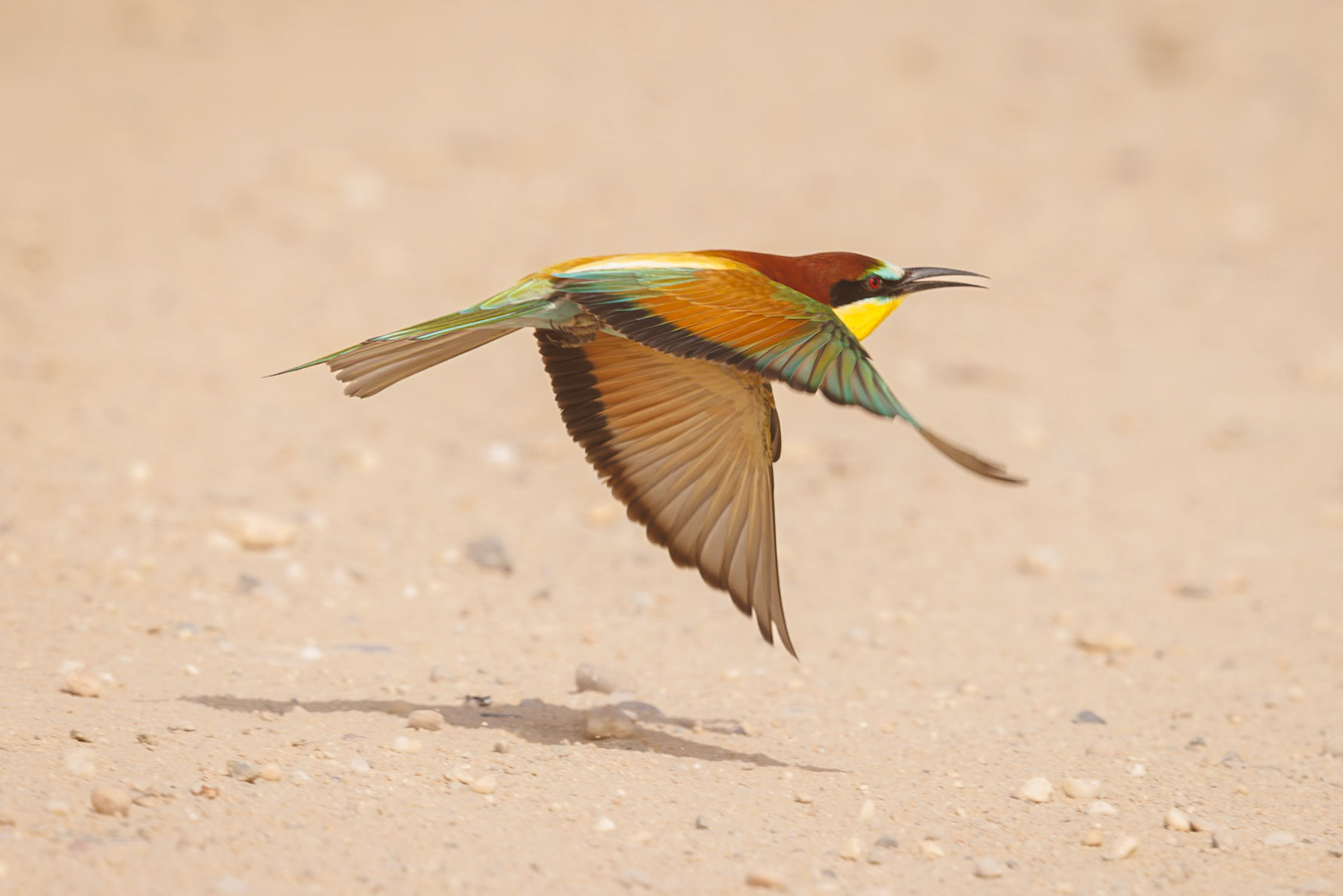 european bee-eater