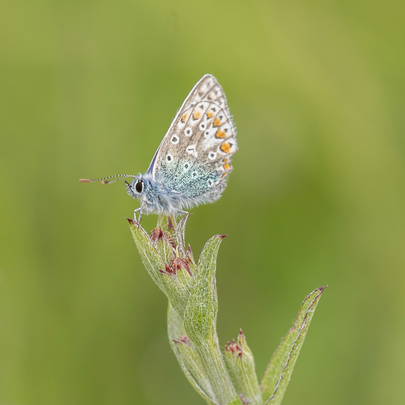 common blue butterfly