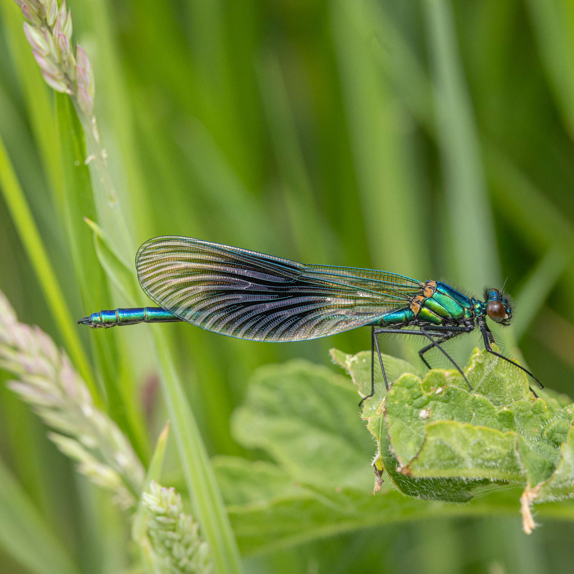 banded demoiselle ♂
