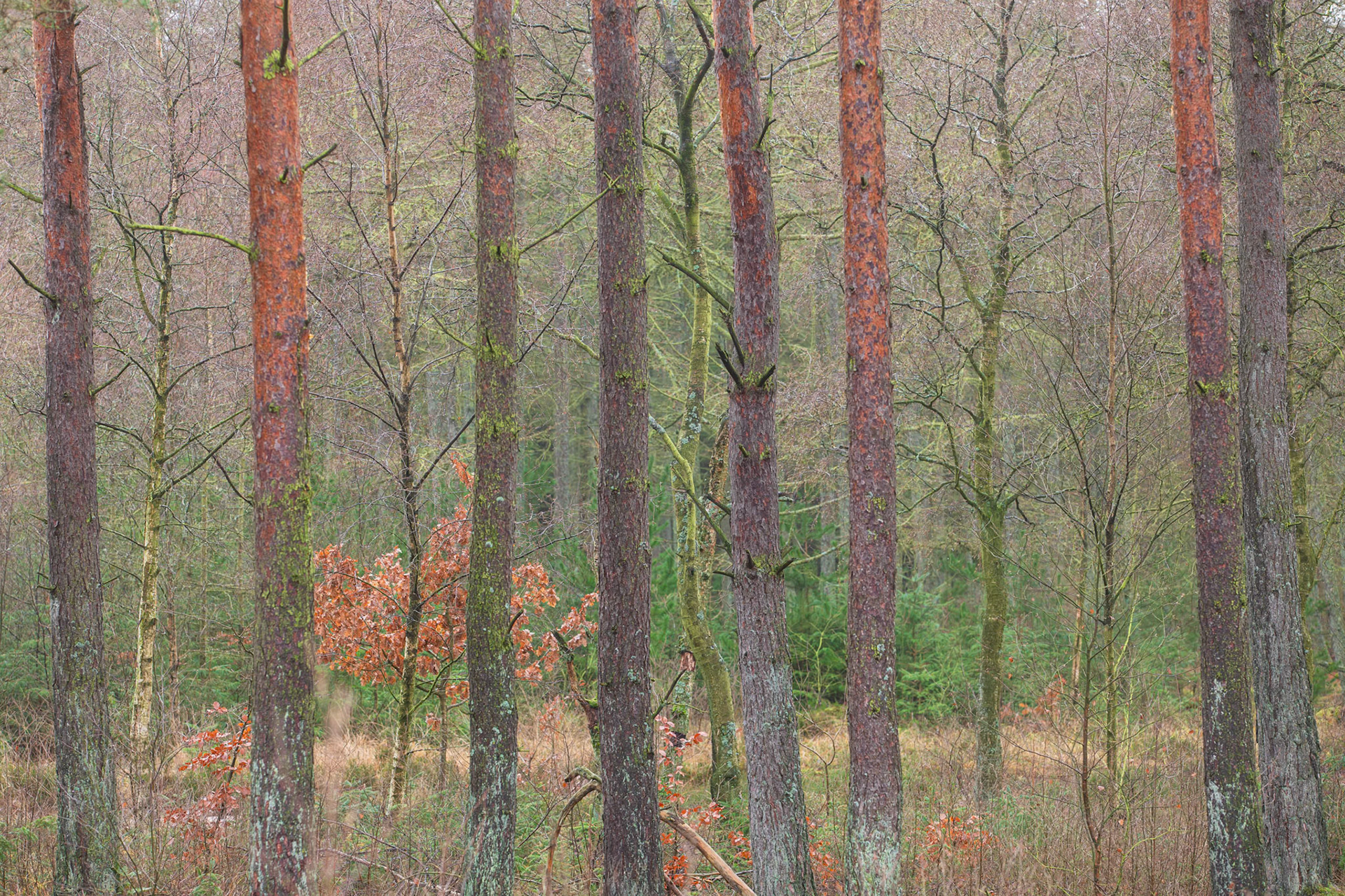 Mærbek Plantage. December 2018