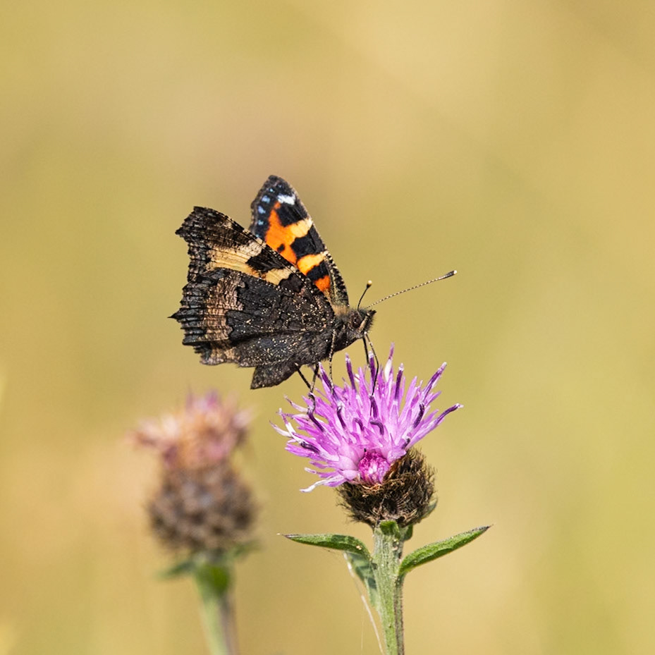 small tortoiseshell butterfly