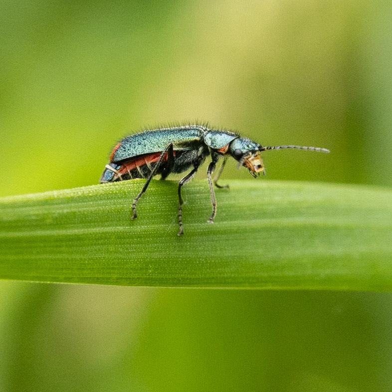 malachite beetle