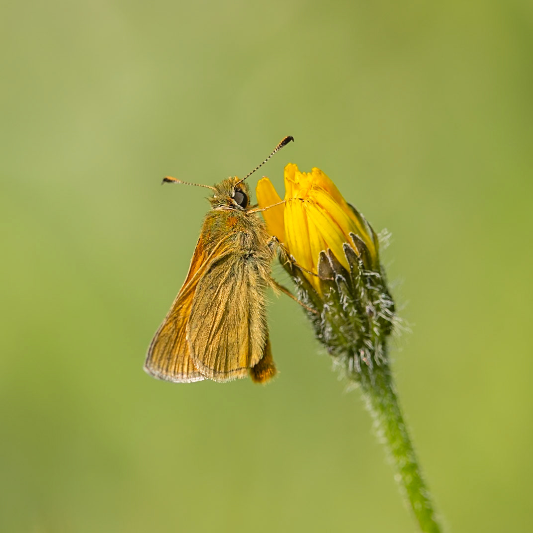 large skipper butterfly
