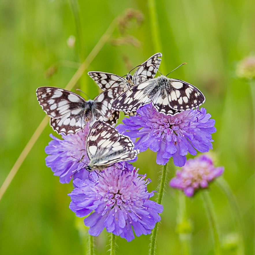 marbled white butterfly