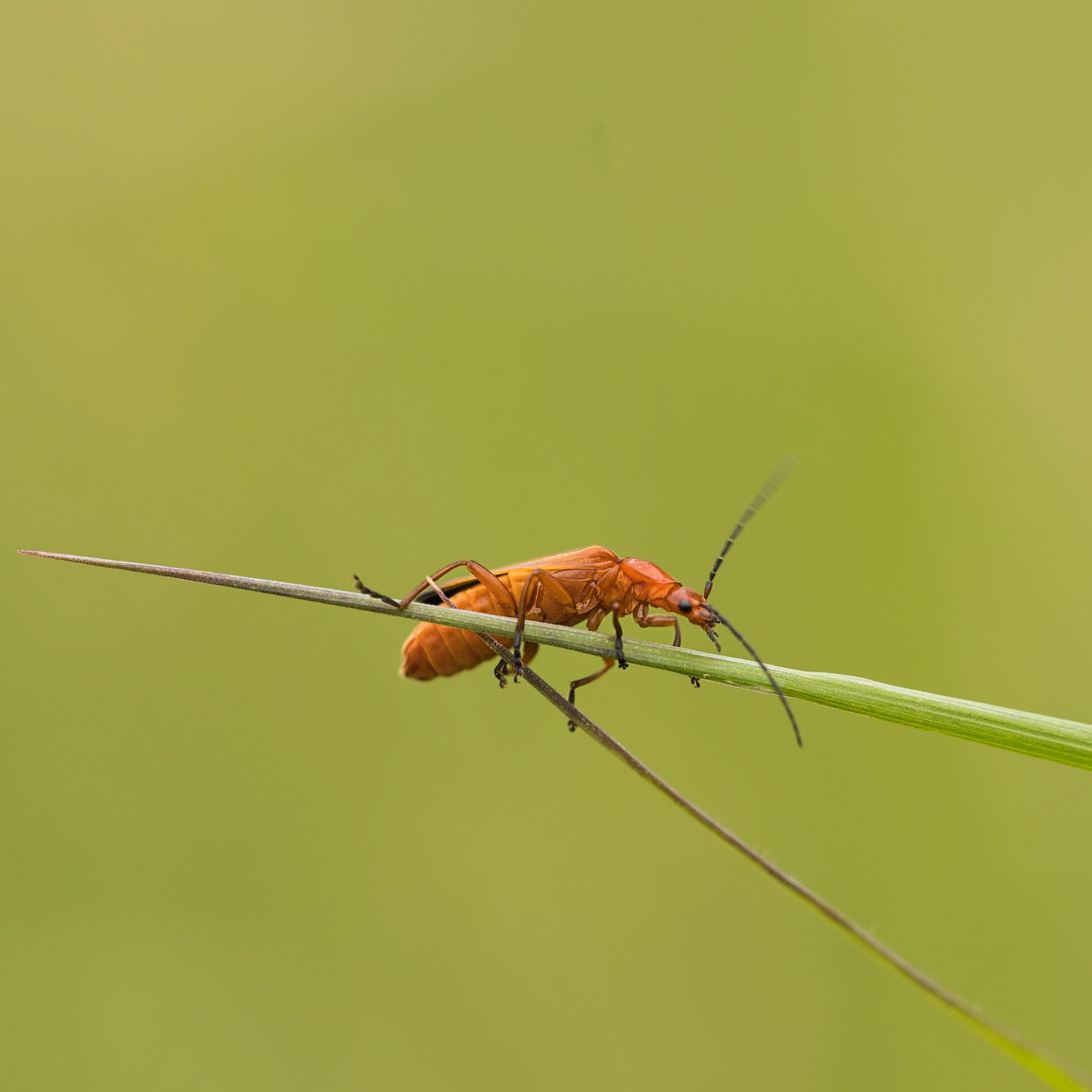 soldier beetle