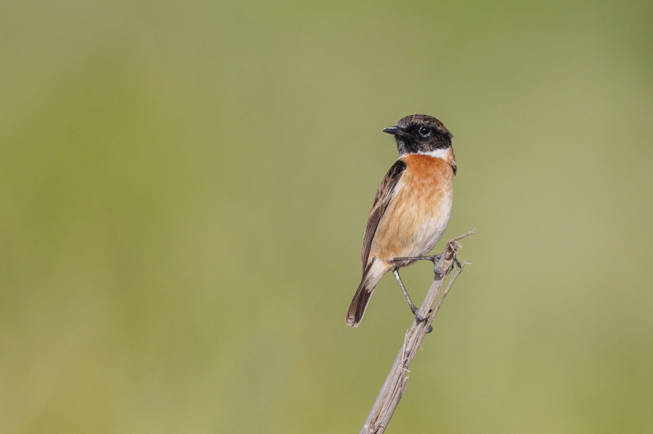 common stonechat