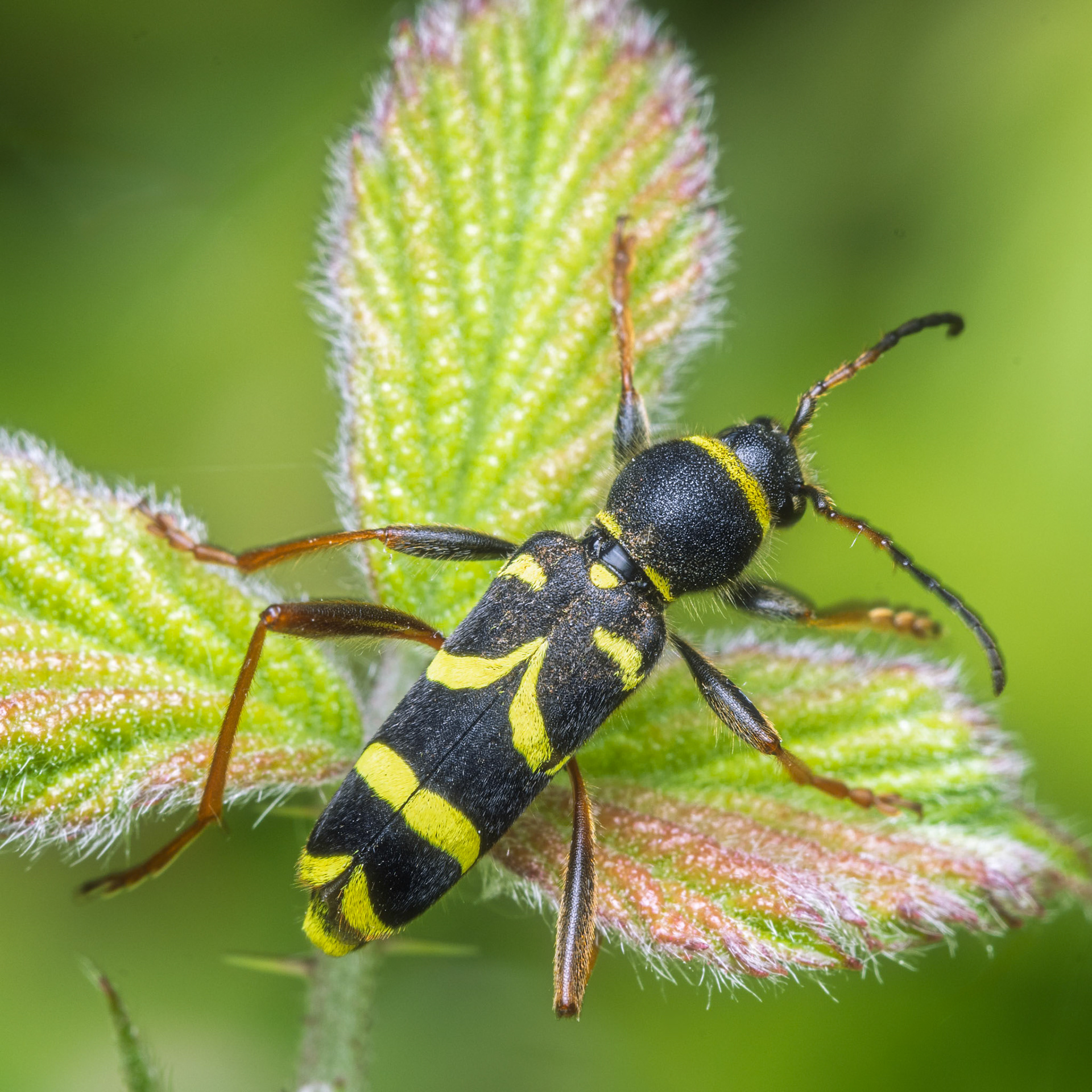 wasp beetle