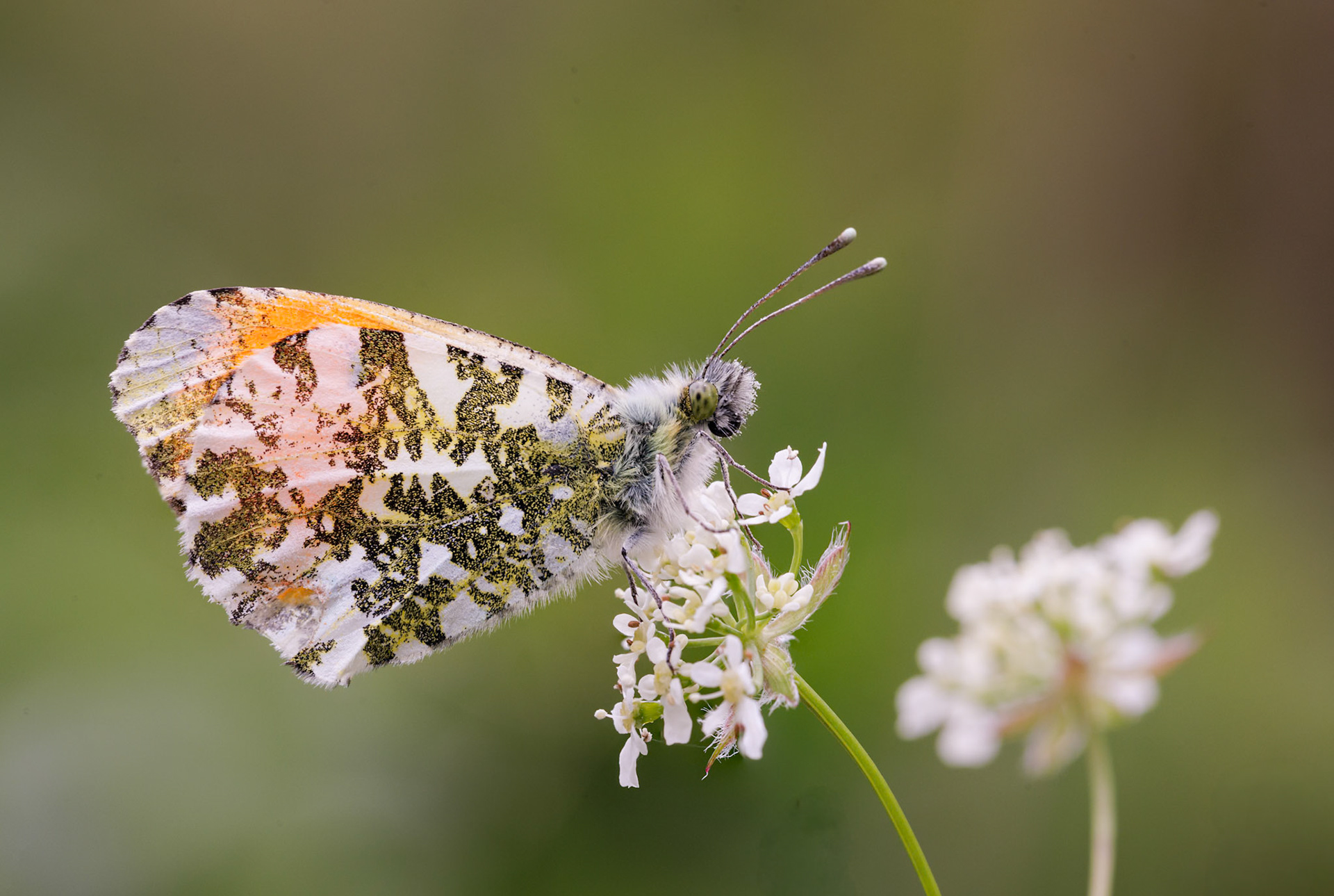 orange tip butterfly ♂