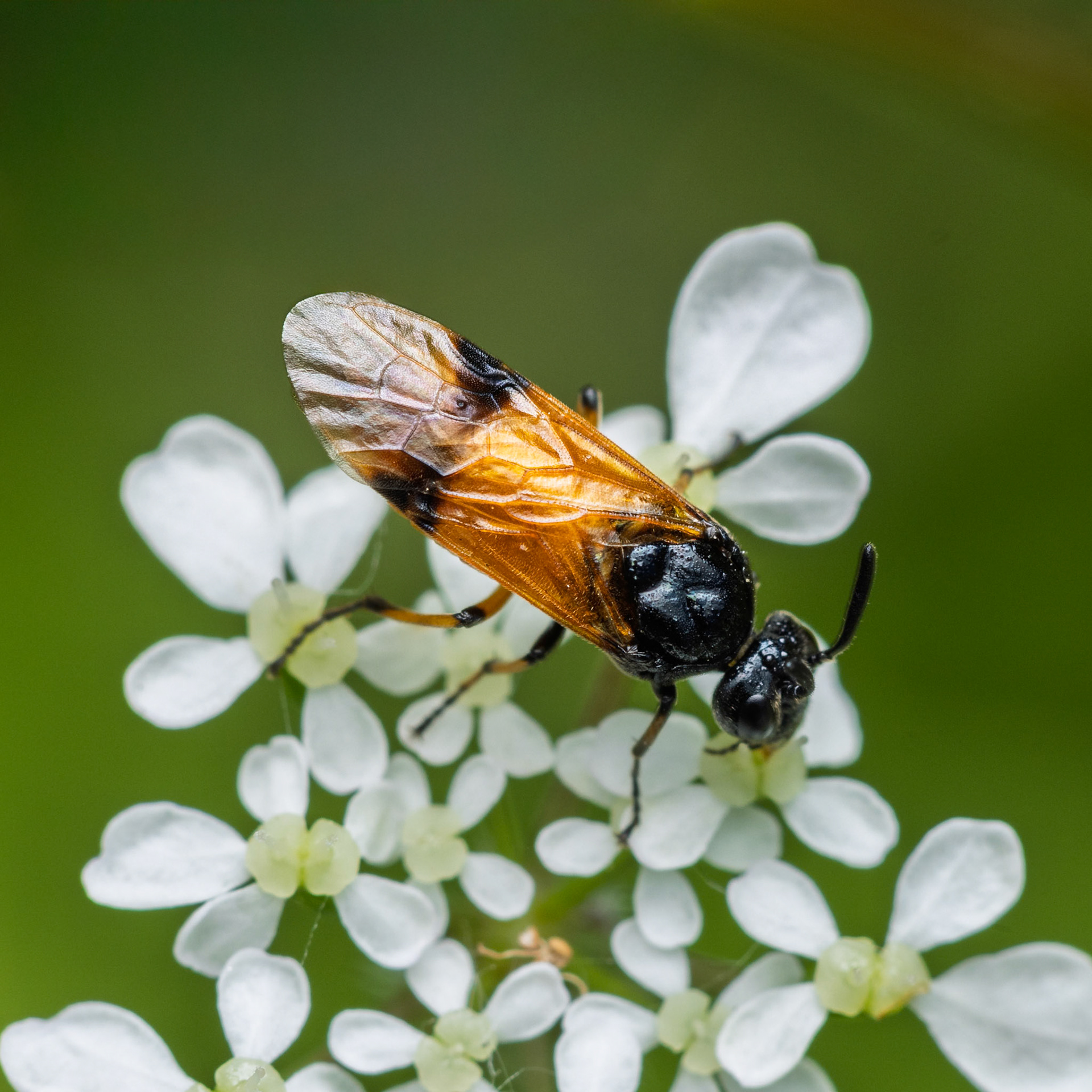 bramble sawfly