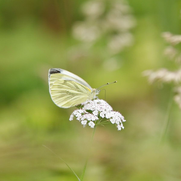 small white butterfly