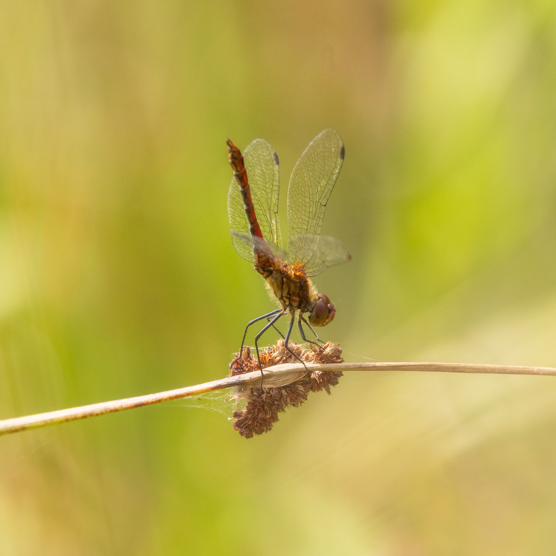 ruddy darter dragonfly