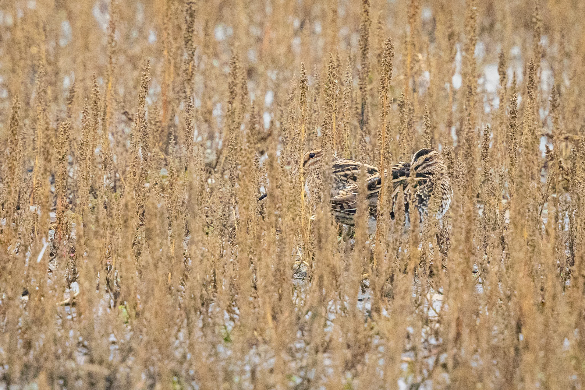 common snipe