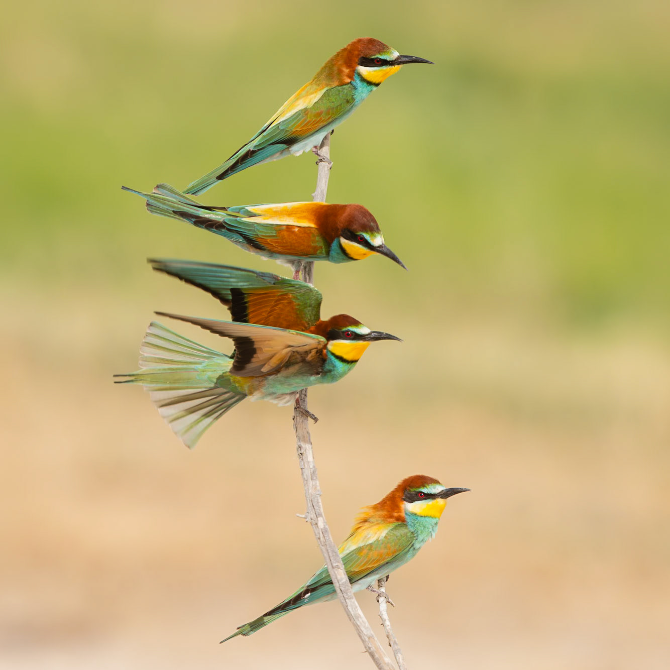 european bee-eater