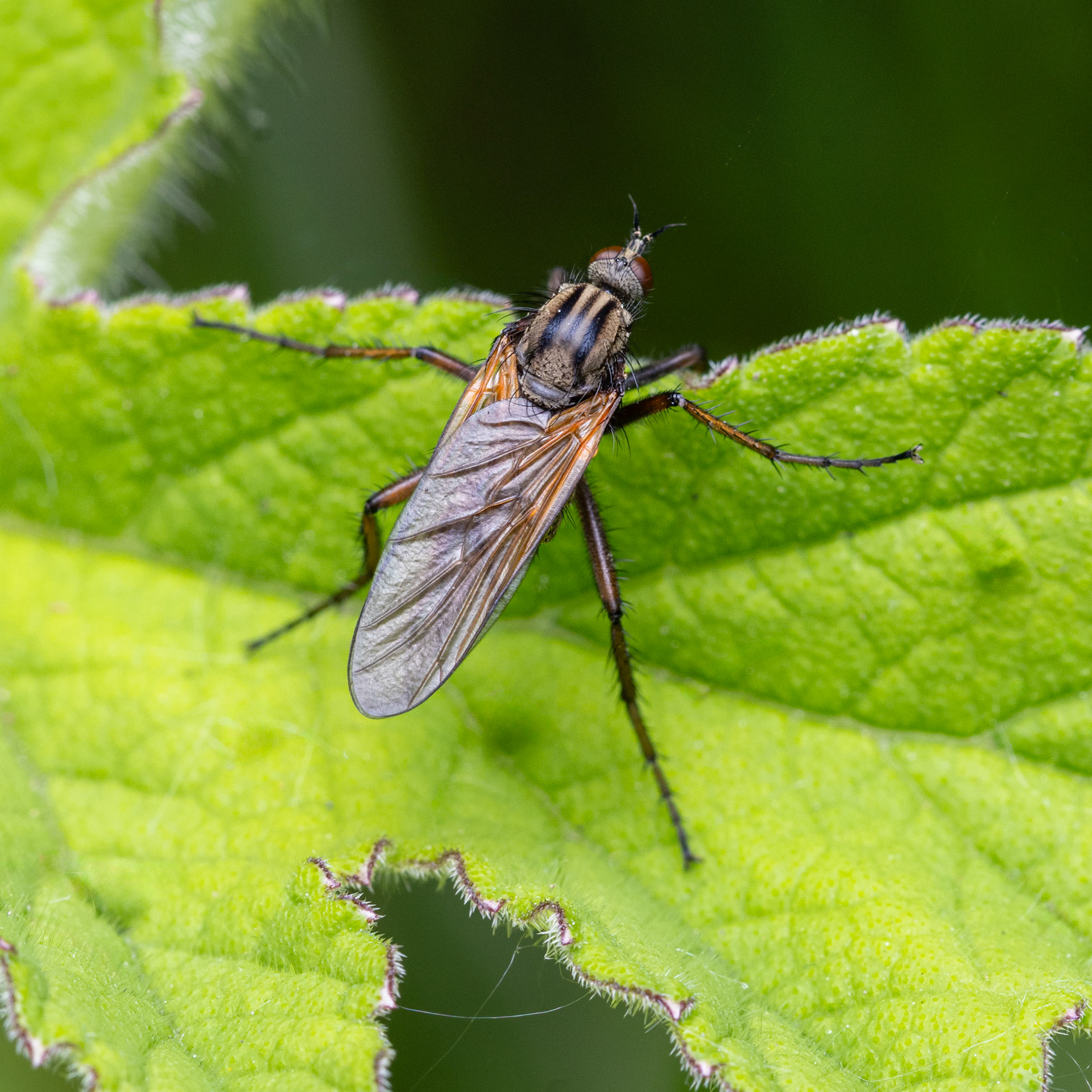 robber fly