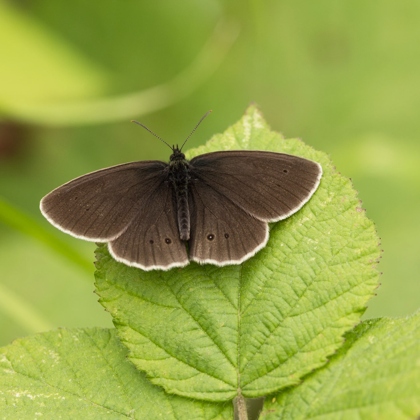 ringlet butterfly