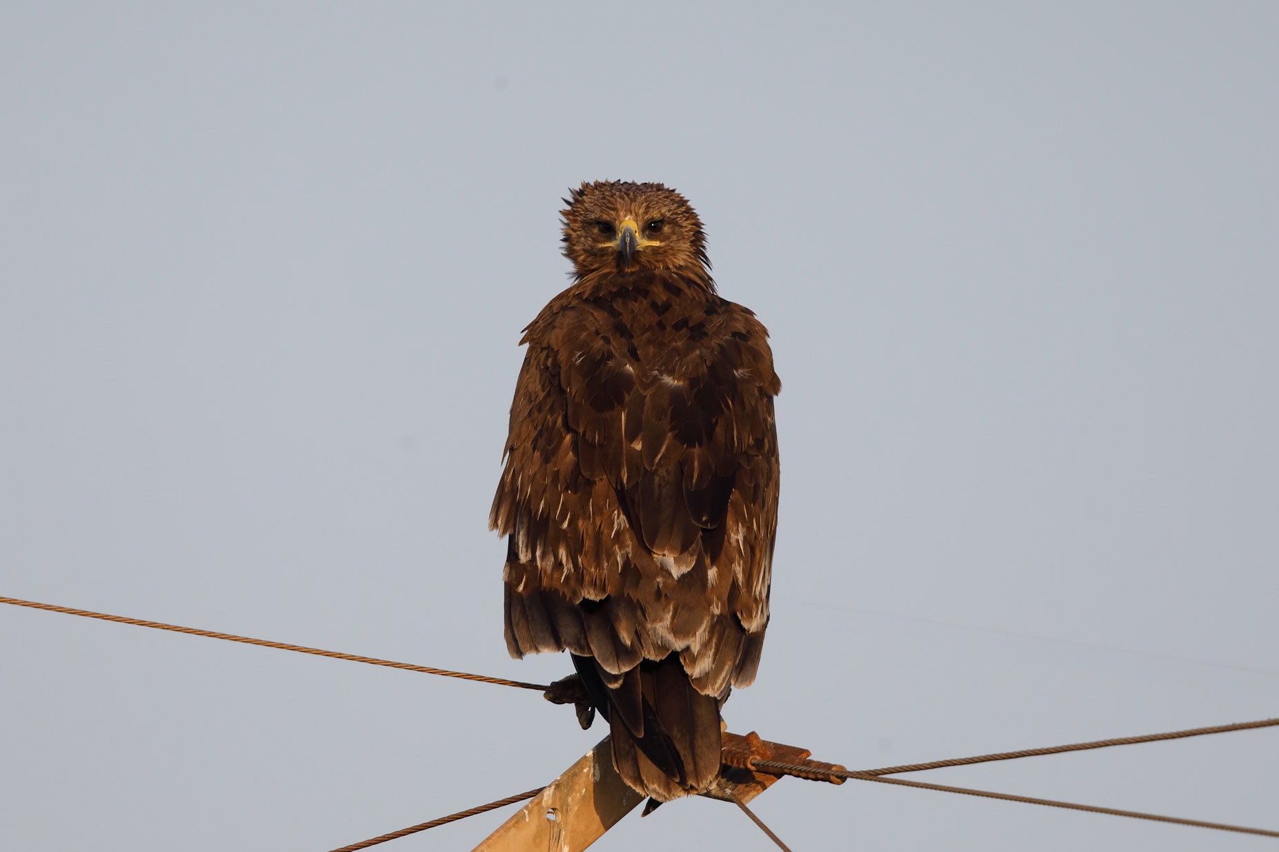 greater spotted eagle